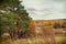 Picturesque autumn landscape. View from the hill to the lowland with forest and swamps. Beautiful natural background