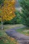 Picturesque autumn nature park with wooden curving path with puddles and with trimmed thuja bushes