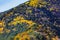 Picturesque autumn trees in the mountains create an amazing and vibrant landscape