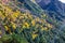 Picturesque autumn trees in the mountains create an amazing and vibrant landscape