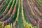 A picturesque autumn vineyard at dawn. South Moravia. Czech Republic.