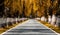 Picturesque backcountry road lined with tall trees in fall foliage colors