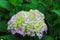 Picturesque Beautiful tender pink hydrangea flower on a background of green leaves in spring. Scenic blooming hydrangea