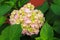 Picturesque Beautiful tender pink hydrangea flower on a background of green leaves in spring. Scenic blooming hydrangea