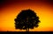 Picturesque big tree silhouette over sunset, single tree on the
