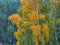 Picturesque birch in the autumn rain