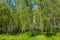 Picturesque birch grove on a bright summer day