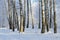 Picturesque birch grove in hoarfrost, winter landscape