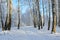 Picturesque birch grove in hoarfrost, winter landscape