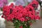 Picturesque bloom of bright phlox flowers