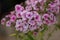 Picturesque bloom of bright phlox flowers