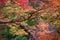 Picturesque branch with red leaves in Azalea and Rhododendron Park Kromlau, Germany