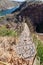 Picturesque bridge over the Rio Sao Francisco