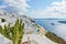 Picturesque cactuses and romantic greek houses above the bay, with panoramic view on caldera. Santorini island.