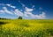 Picturesque canola field and lonely tree under blue sky with white fluffy clouds