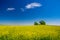 Picturesque canola field and lonely trees under blue sky with white fluffy clouds