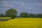 Picturesque canola field and tree near road under blue sky with white fluffy clouds