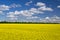 Picturesque canola field under blue sky with white fluffy clouds