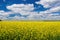 Picturesque canola field under blue sky with white fluffy clouds