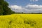 Picturesque canola field under blue sky with white fluffy clouds