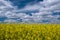 Picturesque canola field under blue sky with white fluffy clouds