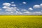 Picturesque canola field under blue sky with white fluffy clouds