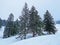 Picturesque canopies of alpine trees in a typical winter atmosphere after heavy snowfall on the slopes of the Alpstein mountain