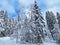Picturesque canopies of alpine trees in a typical winter atmosphere after heavy snowfall in the Swiss Alps, SchwÃ¤galp pass