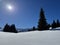 Picturesque canopies of alpine trees in a typical winter atmosphere in the Swiss Alps and over the tourist resort of Arosa