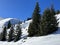 Picturesque canopies of alpine trees in a typical winter atmosphere in the Swiss Alps and over the tourist resort of Arosa