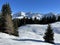 Picturesque canopies of alpine trees in a typical winter atmosphere in the Swiss Alps and over the tourist resort of Arosa