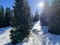 Picturesque canopies of alpine trees in a typical winter atmosphere in the Swiss Alps and over the tourist resort of Arosa