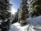 Picturesque canopies of alpine trees in a typical winter atmosphere in the Swiss Alps and over the tourist resort of Arosa