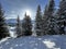 Picturesque canopies of alpine trees in a typical winter atmosphere in the Swiss Alps and over the tourist resort of Arosa