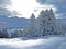 Picturesque canopies of alpine trees in a typical winter atmosphere in the Swiss Alps and over the tourist resort of Arosa