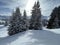 Picturesque canopies of alpine trees in a typical winter atmosphere in the Swiss Alps and over the tourist resort of Arosa