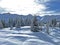 Picturesque canopies of alpine trees in a typical winter atmosphere in the Swiss Alps and over the tourist resort of Arosa