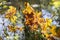 Picturesque colorful varicolored fallen maple leaves in dry grass in sunny day, translucent in the sun. Natural autumn