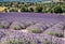 In the picturesque countryside of Provence, fragrant lavender fields stretch as far as the eye can see, their purple