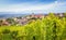 Picturesque countryside setting, with a town nestled amongst sprawling vineyards, Zellenberg, France