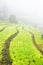 Picturesque Crassulaceae terraces in misty garden