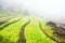 Picturesque Crassulaceae terraces in misty garden