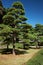The picturesque cultivated pine trees in the garden of Tokyo Imperial Palace. Tokyo. Japan
