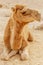 Picturesque desert dromedary camel lying on sand. Summer sahara travel