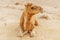 Picturesque desert dromedary camel lying on sand. Summer sahara travel