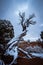 Picturesque desert landscape in winter, with a solitary tree amidst a blanket of snow