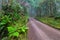 Picturesque dirt road in the forest, Azores