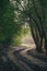 Picturesque dirt road winding through a lush forest of tall trees on a sunny day