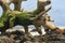 Picturesque driftwood on the rocky shore of the Atlantic Ocean.