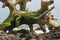 Picturesque driftwood on the rocky shore of the Atlantic Ocean.